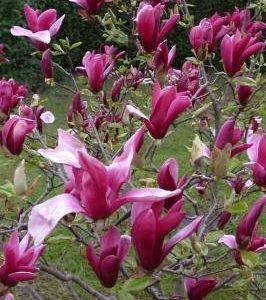 Magnolia Susan Liliomfa