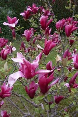 51HBLuEDd8L-susan Magnolia Susan Liliomfa