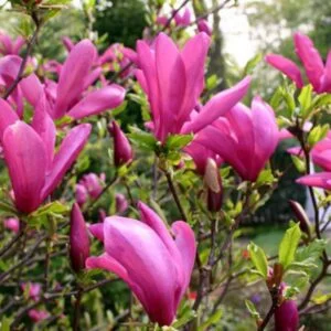 magnolia-magnólia-liliomfa-susan