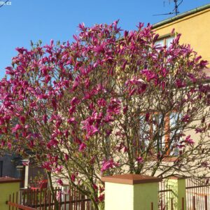 magnolia-magnólia-liliomfa Susan