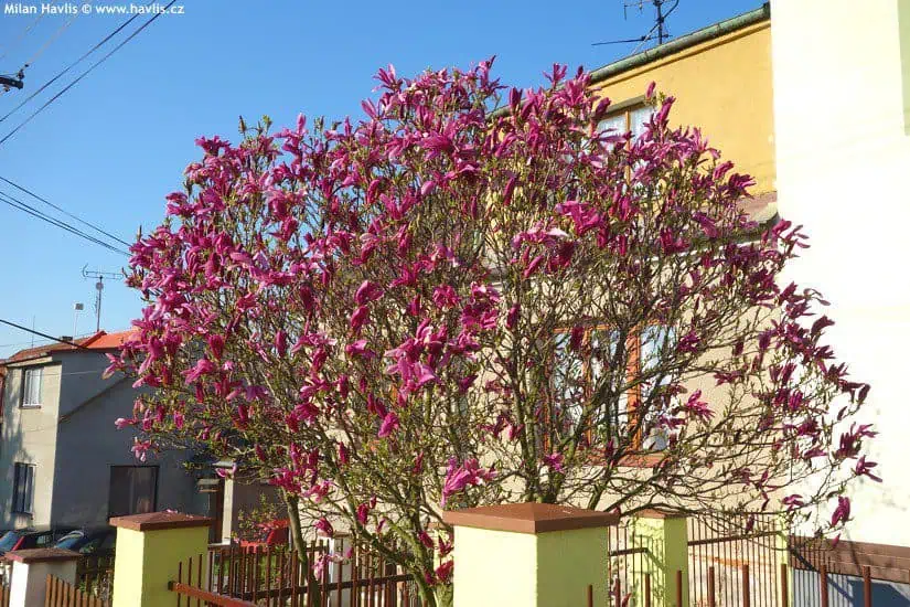 Magnolia-susan magnolia-magnólia-liliomfa Susan