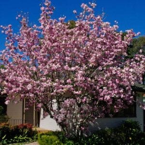 Magnolia-magnólia-soulangeana-liliomfa