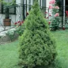 Cukorsüvegfenyő-Picea-glauca-Conica