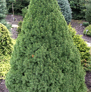 Cukorsüvegfenyő Picea Glauca Conica