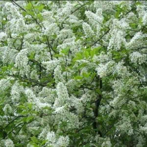 Májusfa 60cm "Prunus padus"