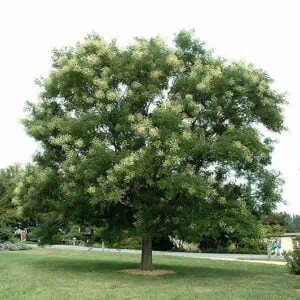 japan-akac-sophora-japonica-csemete-ara-www.koronakert.hu