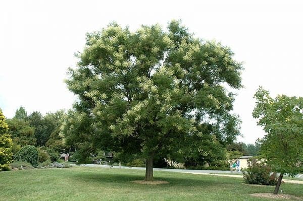 japan-akac-sophora-japonica-csemete-ara-www.koronakert.hu