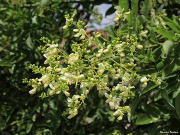 japan-akac-sophora-japonica-csemete-ara-www.koronakert.hu