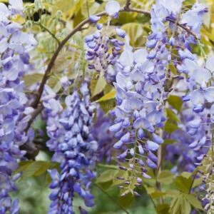 Lilaakác "Prolific" 150cm Liláskék "Wisteria sinensis"