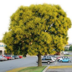 csörgőfa-Koelreuteria paniculata