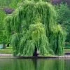 Szomorúfűz 250 cm "Salix alba Tristis"-csemete-ár