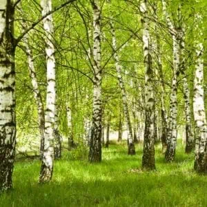 Betula pendula közönséges bibircses nyír