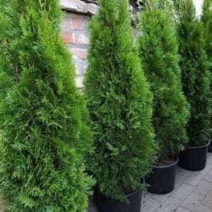 Thuja occidentalis Smaragd oszlopos smaragd tuja