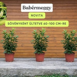 Babérmeggy-novita-ár-prunus-laurocerasus-örökzöld-sövény-gyorsan-növő-www.koronakert.hu