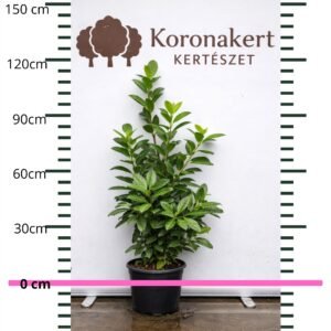 Babérmeggy-novita-ár-prunus-laurocerasus-örökzöld-sövény-gyorsan-növő-www.koronakert.hu