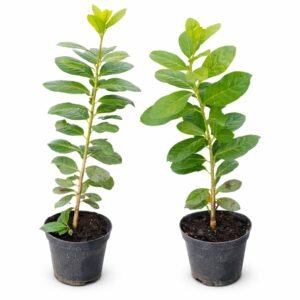 Babérmeggy-novita-ár-prunus-laurocerasus-örökzöld-sövény-gyorsan-növő-www.koronakert.hu