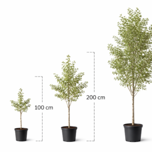 fehér nyárfa, *Populus alba*, Populus alba vásárlás, fehér nyárfa ár, Populus alba eladó, fehér nyárfa konténeres, Populus alba rendelés, fehér nyárfa szabadgyökerű, Populus alba webshop, fehér nyárfa ültetése, Populus alba gondozása, fehér nyárfa növekedés, Populus alba magasság, fehér nyárfa metszése, Populus alba fagytűrés, fehér nyárfa kertbe, Populus alba díszfa, fehér nyárfa betegségek, Populus alba tippek, fehér nyárfa ültetési távolság, Populus alba konténer méret, fehér nyárfa online vásárlás, Populus alba vélemények, fehér nyárfa telepítési útmutató, Populus alba gyors növekedés, fehér nyárfa talajigény, Populus alba napfényigény, fehér nyárfa elültetése, Populus alba növény árak, fehér nyárfa tápanyag, Populus alba ültetési tanácsok, fehér nyárfa ökológiai hatás.