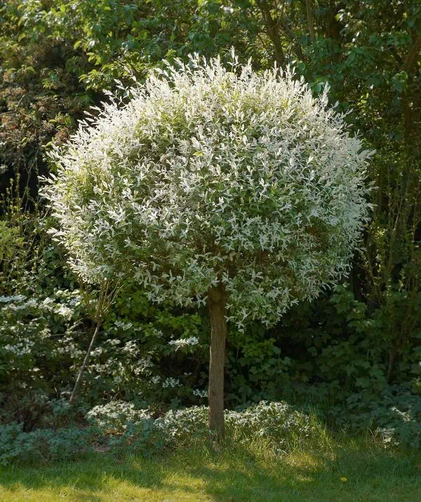 Salix integra Hakuro Nishiki japánfűz