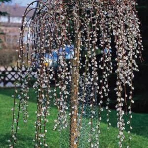 Salix caprea Pendula Csüngő barkafűz