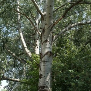 fehér nyárfa, *Populus alba*, Populus alba vásárlás, fehér nyárfa ár, Populus alba eladó, fehér nyárfa konténeres, Populus alba rendelés, fehér nyárfa szabadgyökerű, Populus alba webshop, fehér nyárfa ültetése, Populus alba gondozása, fehér nyárfa növekedés, Populus alba magasság, fehér nyárfa metszése, Populus alba fagytűrés, fehér nyárfa kertbe, Populus alba díszfa, fehér nyárfa betegségek, Populus alba tippek, fehér nyárfa ültetési távolság, Populus alba konténer méret, fehér nyárfa online vásárlás, Populus alba vélemények, fehér nyárfa telepítési útmutató, Populus alba gyors növekedés, fehér nyárfa talajigény, Populus alba napfényigény, fehér nyárfa elültetése, Populus alba növény árak, fehér nyárfa tápanyag, Populus alba ültetési tanácsok, fehér nyárfa ökológiai hatás.