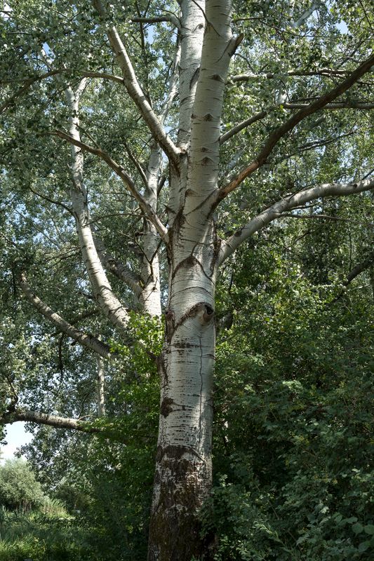 feher-nyarfa-diszfa-populus-alba-nivea-csemete-ar-www.koronakert.hu-3 fehér nyárfa, *Populus alba*, Populus alba vásárlás, fehér nyárfa ár, Populus alba eladó, fehér nyárfa konténeres, Populus alba rendelés, fehér nyárfa szabadgyökerű, Populus alba webshop, fehér nyárfa ültetése, Populus alba gondozása, fehér nyárfa növekedés, Populus alba magasság, fehér nyárfa metszése, Populus alba fagytűrés, fehér nyárfa kertbe, Populus alba díszfa, fehér nyárfa betegségek, Populus alba tippek, fehér nyárfa ültetési távolság, Populus alba konténer méret, fehér nyárfa online vásárlás, Populus alba vélemények, fehér nyárfa telepítési útmutató, Populus alba gyors növekedés, fehér nyárfa talajigény, Populus alba napfényigény, fehér nyárfa elültetése, Populus alba növény árak, fehér nyárfa tápanyag, Populus alba ültetési tanácsok, fehér nyárfa ökológiai hatás.