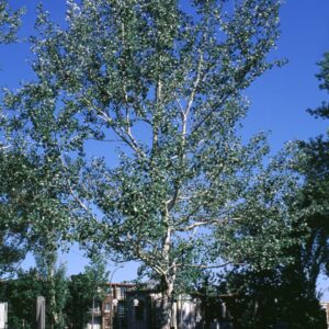 fehér nyárfa, *Populus alba*, Populus alba vásárlás, fehér nyárfa ár, Populus alba eladó, fehér nyárfa konténeres, Populus alba rendelés, fehér nyárfa szabadgyökerű, Populus alba webshop, fehér nyárfa ültetése, Populus alba gondozása, fehér nyárfa növekedés, Populus alba magasság, fehér nyárfa metszése, Populus alba fagytűrés, fehér nyárfa kertbe, Populus alba díszfa, fehér nyárfa betegségek, Populus alba tippek, fehér nyárfa ültetési távolság, Populus alba konténer méret, fehér nyárfa online vásárlás, Populus alba vélemények, fehér nyárfa telepítési útmutató, Populus alba gyors növekedés, fehér nyárfa talajigény, Populus alba napfényigény, fehér nyárfa elültetése, Populus alba növény árak, fehér nyárfa tápanyag, Populus alba ültetési tanácsok, fehér nyárfa ökológiai hatás.