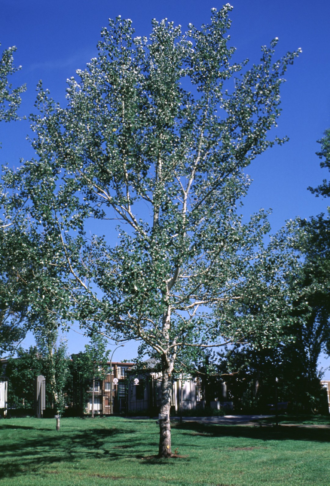 feher-nyarfa-diszfa-populus-alba-nivea-csemete-ar-www.koronakert.hu fehér nyárfa, *Populus alba*, Populus alba vásárlás, fehér nyárfa ár, Populus alba eladó, fehér nyárfa konténeres, Populus alba rendelés, fehér nyárfa szabadgyökerű, Populus alba webshop, fehér nyárfa ültetése, Populus alba gondozása, fehér nyárfa növekedés, Populus alba magasság, fehér nyárfa metszése, Populus alba fagytűrés, fehér nyárfa kertbe, Populus alba díszfa, fehér nyárfa betegségek, Populus alba tippek, fehér nyárfa ültetési távolság, Populus alba konténer méret, fehér nyárfa online vásárlás, Populus alba vélemények, fehér nyárfa telepítési útmutató, Populus alba gyors növekedés, fehér nyárfa talajigény, Populus alba napfényigény, fehér nyárfa elültetése, Populus alba növény árak, fehér nyárfa tápanyag, Populus alba ültetési tanácsok, fehér nyárfa ökológiai hatás.