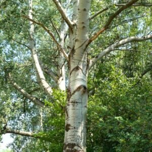 feher-nyarfa-populus-alba-szürke-nyár-ár-www.koronakert.hu