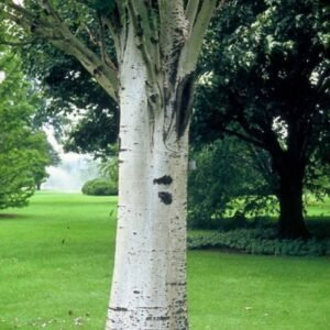 feher-nyarfa-populus-alba-szürke-nyár-ár-www.koronakert.hu