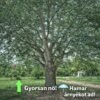 feher-nyarfa-populus-alba-szurke-nyar-ar-www.koronakert.hu