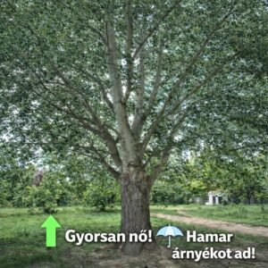 feher-nyarfa-populus-alba-szurke-nyar-ar-www.koronakert.hu