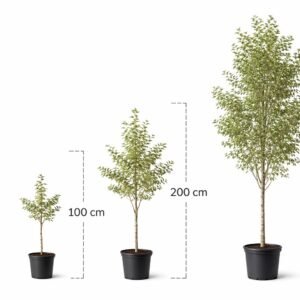 feher-nyarfa-populus-alba-szürke-nyár-ár-www.koronakert.hu