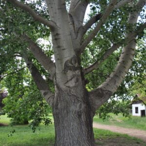 Fehér nyárfa Populus alba