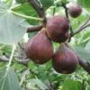 Érett barna fügék - ficus carica - a bokron