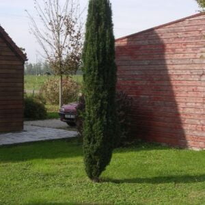 taxus-baccata-fastigiata-robusta-oszlopos-tiszafa