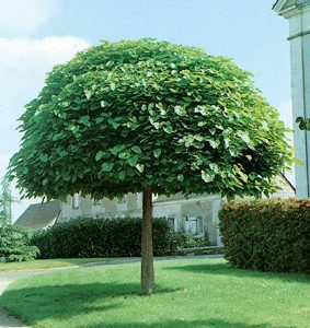 Gömbszivar "Catalpa bignonioides Nana"