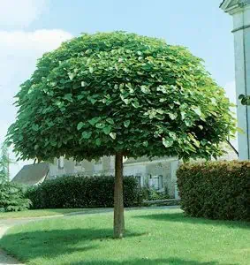 Gömbszivar "Catalpa bignonioides Nana"