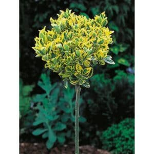 Magastörzsű-kecskerágó-Euonymus fortunei Emerarald n Gold-ára