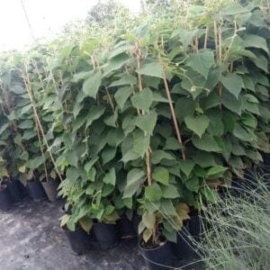 kivi növény ár, kivi palánta, kivi csemete, kivi vásárlás, kivi eladó, kivi ár, kivi ültetés, kivi gondozása, kivi termesztése, kivi metszése, Hayward kivi, Tomuri kivi, porzó kivi, termős kivi, öntermékeny kivi, zöld húsú kivi, sárga húsú kivi, mini kivi, törpe kivi, mikor terem a kivi, kivi termés ideje, kivi hozama, kivi mikor fordul termőre, kivi beporzása, fagytűrő kivi, télálló kivi, kivi fagyállóság, kivi napfény igénye, kivi talajigény, kivi öntözése, kivi futónövény, kivi pergolára, kivi támrendszer, kivi metszési ideje, kivi betegségek, kivi kártevők, kivi palánta rendelés, kivi növény webshop, kivi házhozszállítás, kivi faiskola, kivi ültethető cserépben