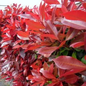 korallberkenye- magastörzsü korallberkenye, photinia red robin, photinia, vörös levelű sövénynövény, örökzöld sövény, piros levelű sövény, photinia sövény, photinia red robin sövény, örökzöld díszcserje, photinia red robin eladó, photinia red robin ár, photinia red robin vásárlás, photinia red robin csemete, photinia red robin konténeres, photinia sövény ár, photinia növény rendelés, photinia red robin sövénynek, photinia red robin gondozása, photinia red robin metszése, photinia red robin ültetése, photinia red robin télállóság, photinia red robin növekedése, photinia red robin betegségei, photinia red robin mikor piros