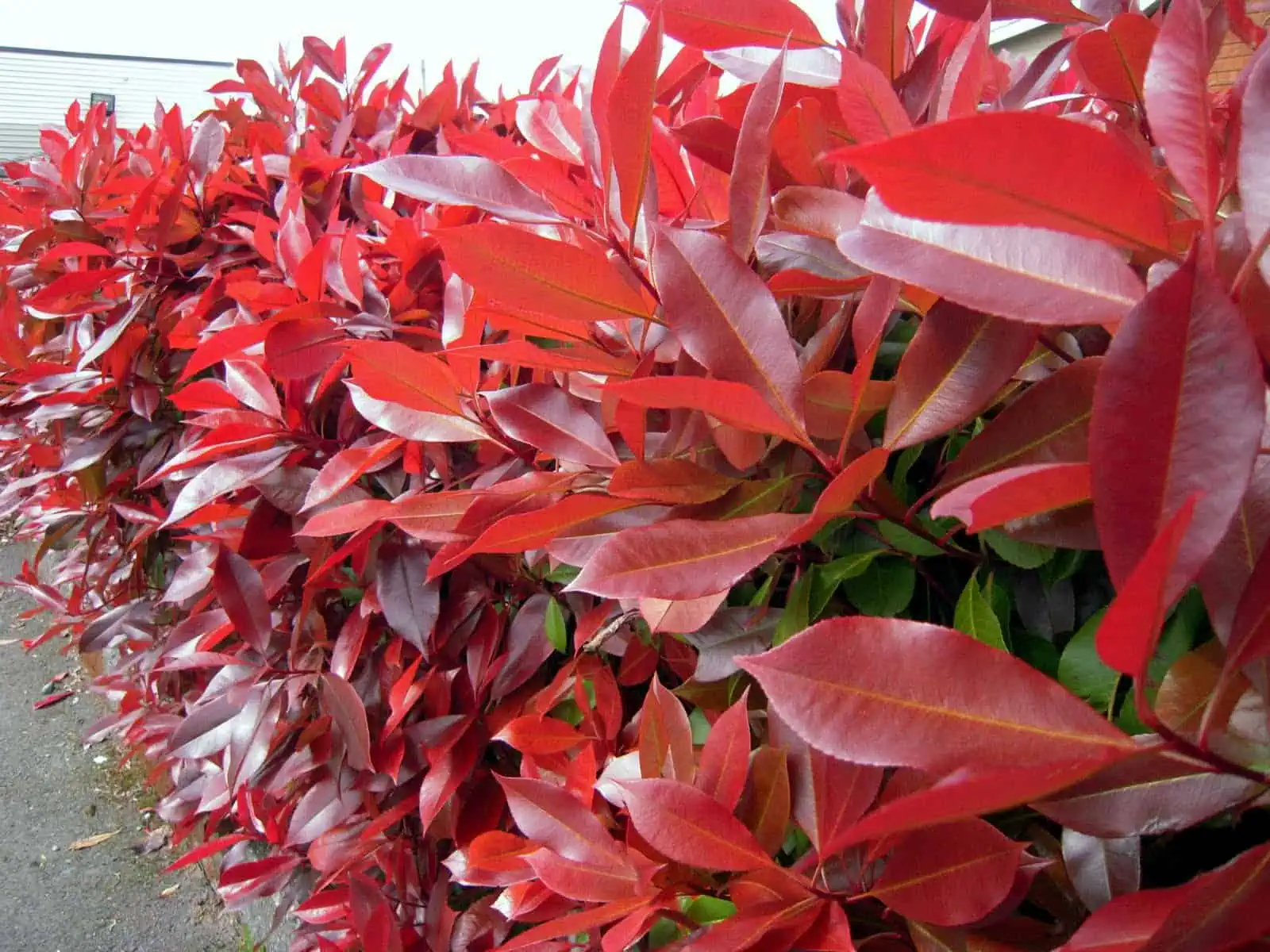 korallberkenye- magastörzsü korallberkenye, photinia red robin, photinia, vörös levelű sövénynövény, örökzöld sövény, piros levelű sövény, photinia sövény, photinia red robin sövény, örökzöld díszcserje, photinia red robin eladó, photinia red robin ár, photinia red robin vásárlás, photinia red robin csemete, photinia red robin konténeres, photinia sövény ár, photinia növény rendelés, photinia red robin sövénynek, photinia red robin gondozása, photinia red robin metszése, photinia red robin ültetése, photinia red robin télállóság, photinia red robin növekedése, photinia red robin betegségei, photinia red robin mikor piros