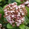 Viburnum tinus Lisarose