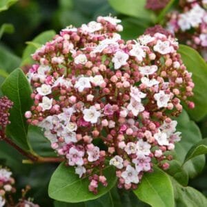 Viburnum tinus Lisarose