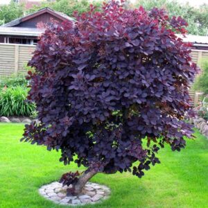 Vörös Cserszömörce Cotinus Royal Purple