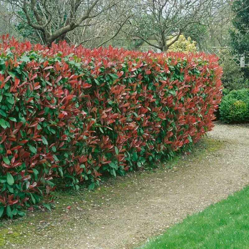 Korallberkenye Red Robin photinia fraseri