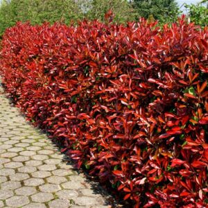 Korallberkenye Red Robin photinia fraseri