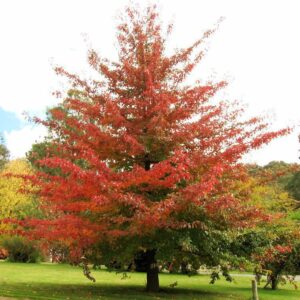 Liquidambar styraciflua Amerikai ámbrafa