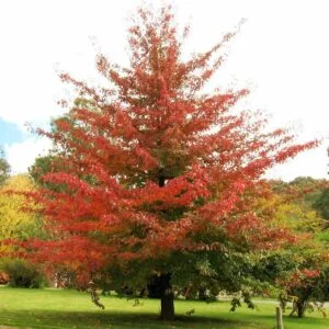 Liquidambar styraciflua Amerikai ámbrafa