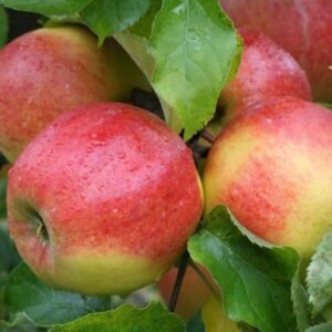 Alma "Jonagold" 150cm (Szabadgyökeres)