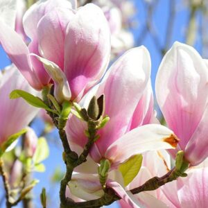 George-henry-kern-magnolia-liliomfa